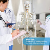 Life Size 70.8" Human Skeleton Anatomy Model Medical Anatomical Skeleton Model