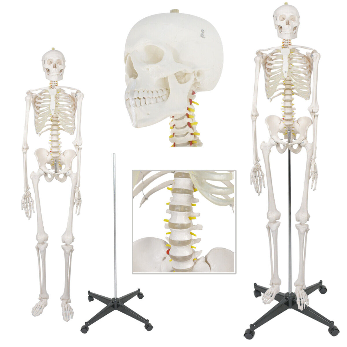 Life Size 70.8" Human Skeleton Anatomy Model Medical Anatomical Skeleton Model